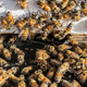 Image for article titled Woman Allegedly Unleashed a Swarm of Angry Bees on Cops Serving Eviction Notice